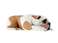 dog 32 am83