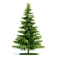 Pinus Plant 52 AM58