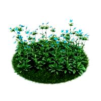 Meconopsis betonicifolia 036 AM86