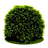 Plant 49 AM52 C4D