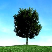 tree 42 am117