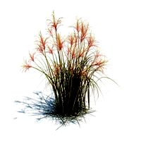 Miscanthus sacchariflorus 057 am126