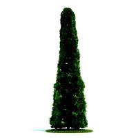 Thuja Plant 54 AM58
