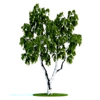 Betula Plant 39 AM58