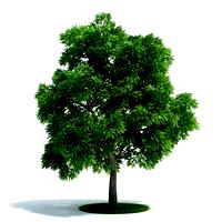 Sassafras Plant 24 AM61