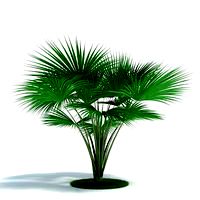 Lodoicea maldivica Plant 33 AM61