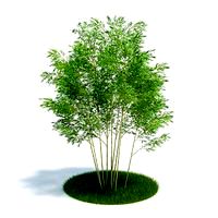 Phyllostachys aureosulcata Plant 21 AM61