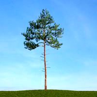Pine 19 am113