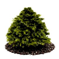 Plant 38 AM52 C4D