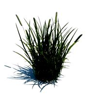 Phleum pratense L 015 am124