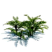 Scandix pecten veneris 033 am124