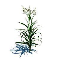 Phalaris arundinacea 019 am124