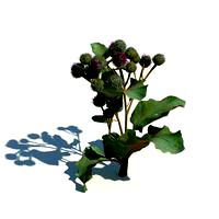 Arctium tomentosum 128 am126