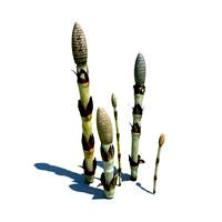Equisetum arvense 095 am124