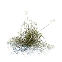 Glyceria maxima 093 am126