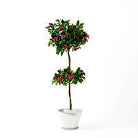 Plant 55 AM75