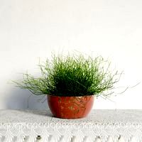plant 48 am141
