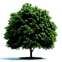 Aesculus Plant 16 AM58