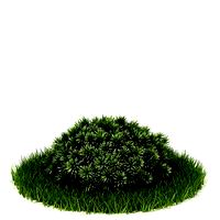 Plant 57 AM42
