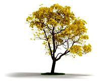 Tabebuia chrysantha Plant 62 AM03 Cd4