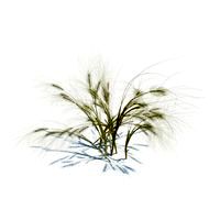 Taeniatherum caput medusae 033 am126