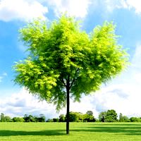 Gleditsia triacanthos 012_v2 AM136