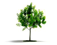 Plant 19 AM04 C4D