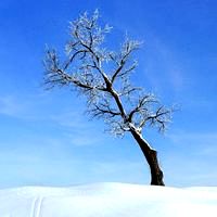locust tree 029 am100