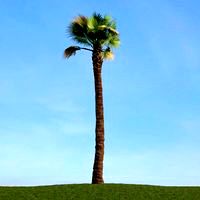 Washingtonia filifera 73 am113