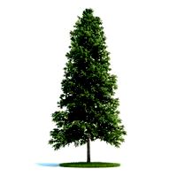 Picea abies Plant 51 AM58