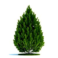 Pinus leucodermis Plant 21 AM58