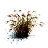 Miscanthus sinensis 054 am126