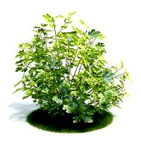 Ficus carica Plant 59 AM61