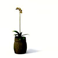 Plant 20 AM24