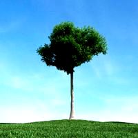 tree 24 am106