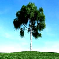 tree 20 am106