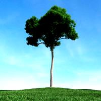 tree 25 am106