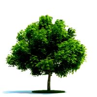 Aesculus glabra Plant 23 AM58