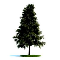 Pinus sylvestris Plant 48 AM58