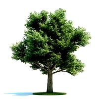 Quercus petraea Plant 25 AM58