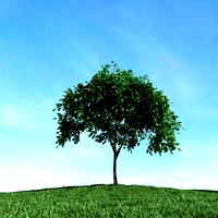 tree 34 am106