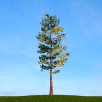 Loblolly Pine 36 am113