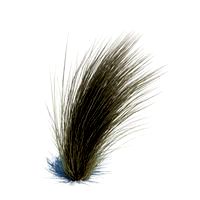Andropogon scoparius 094 am126