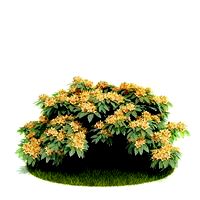 Plant 34 AM52