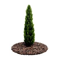 Plant 20 AM52
