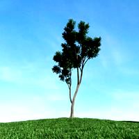 tree 26 am106