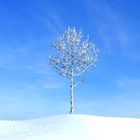 aspen tree 016 am100