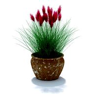 Plant 63 AM31