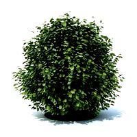plant 20 am105