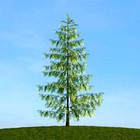 Pinus 45 am113